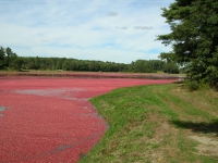 Floating Cranberries