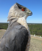 Adult Cooper's hawk