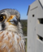 Kestrel