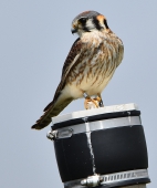 Female banded kestrel