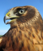 Northern harrier (hatching year)