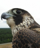 Peregrine (hatching year)