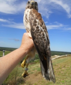 Red-shouldered hawk (hatching year)