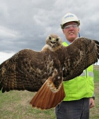 Adult red-tailed hawk