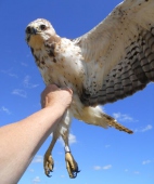 Swainson's hawk (second year)