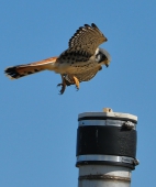 Male kestrel