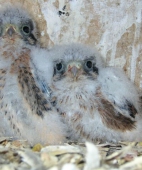 2 Young