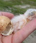 A Chick Just Hatched
