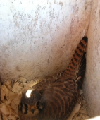 Adult Female on Eggs