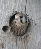 Almost Ready to Leave the Nest