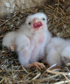 7 Days Old