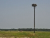Osprey Nesting Platform